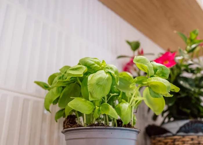 Relais San Francesco بيت ضيافة سورينتو